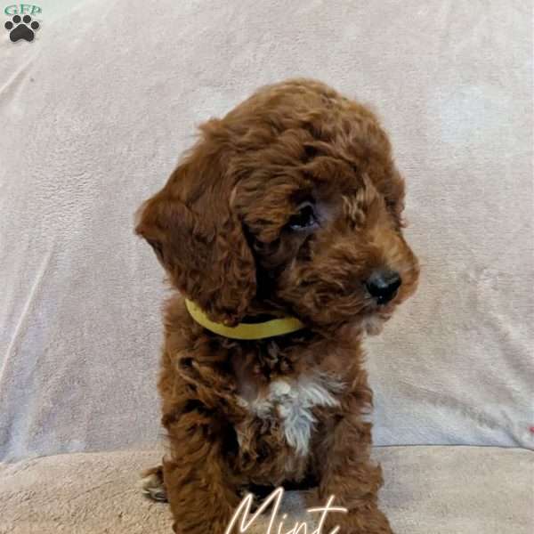 Mint, Miniature Poodle Puppy